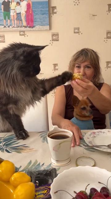 Мейн кун Аурус Maritaicor f. (Патрик). Привет из нового дома.