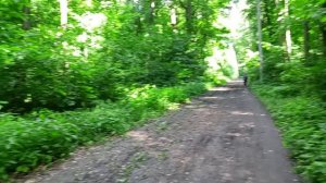 Зелёная городская роща