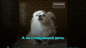В Москве соседи спасли пенсионерку и её пса благодаря домовому чату