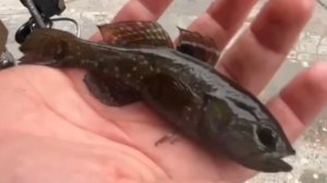 Дождь льет - ротан клюет: мормышинг на городском пруду