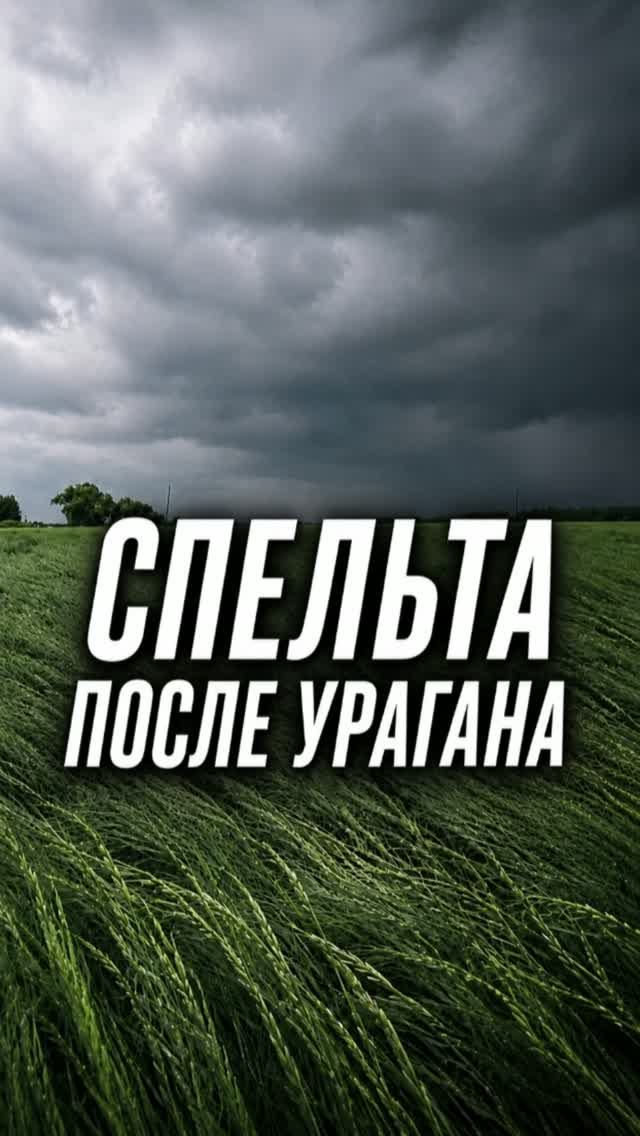 Спельта после урагана #AUM #YogaFerma #сельскоехозяйство #спельта #поле #фермер