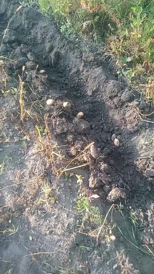 Чудо картофелекопалка для мотоблока.