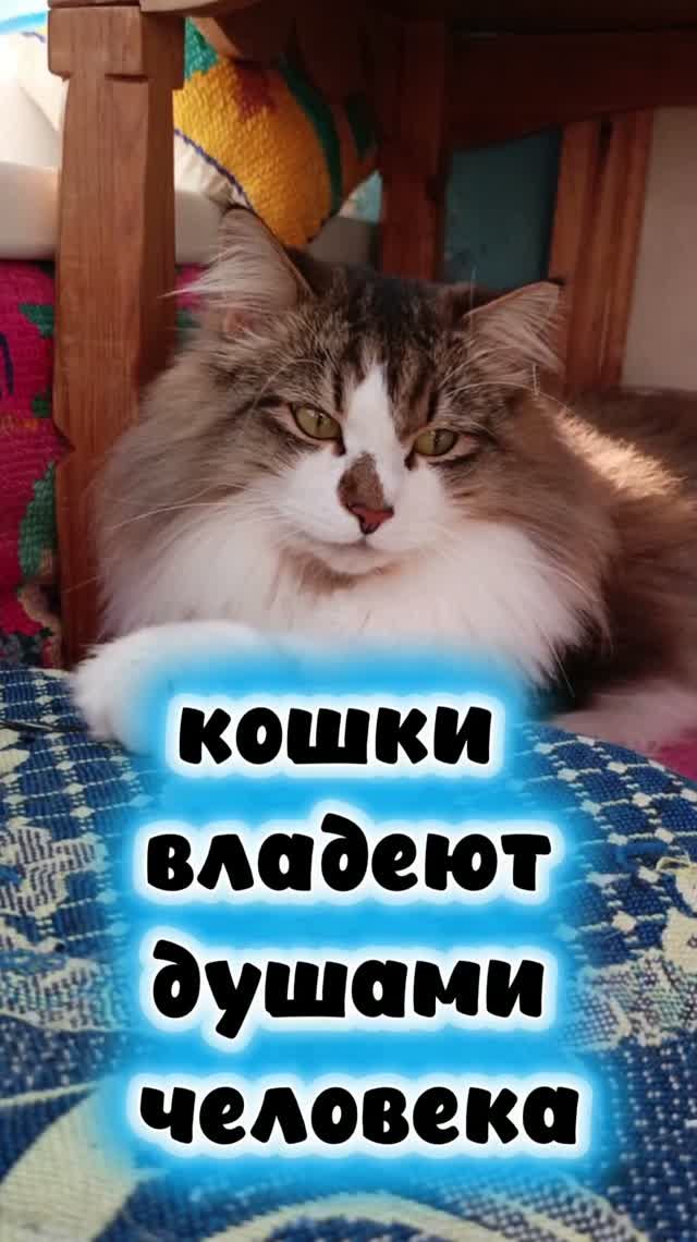 Кошки владеют душами человека.