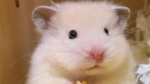 Хомячки-милашки🤗🐹💗