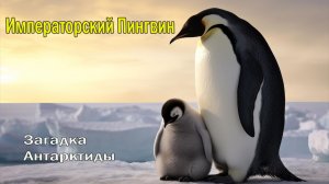 🧊 Выживающие в вечной мерзлоте: Загадки императоров Антарктиды 🦦