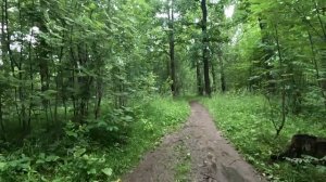 ищу выход из леса серия 51