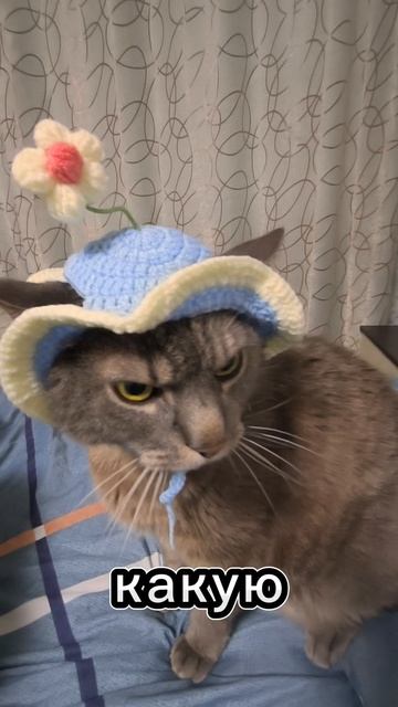 Мой модник 🐾😻 смотреть онлайн
