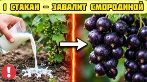 Секретная ПОДКОРМКА смородины - через 7 дней кусты не узнать!