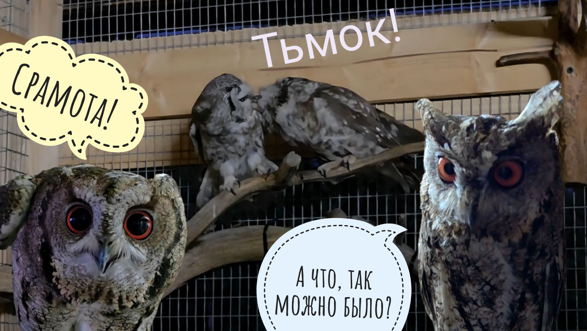 Цветочковые совы очень страшные! Одуванчик начал линять. Сова Кроша - хозяюшка, прибирает мышек смотреть онлайн