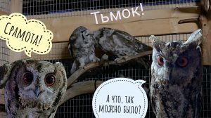 Цветочковые совы очень страшные! Одуванчик начал линять. Сова Кроша - хозяюшка, прибирает мышек