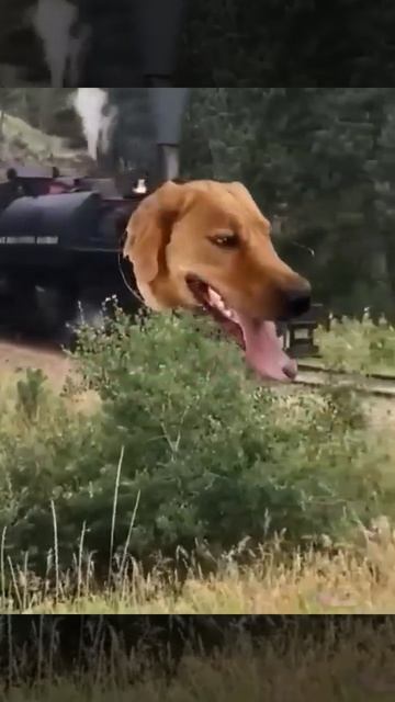 Собака поезд