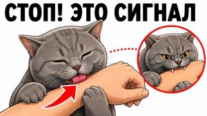 Если Ваша Кошка ЛИЖЕТ а Потом КУСАЕТ, НЕ ИГНОРИРУЙ!