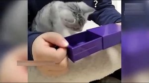 Всячинки