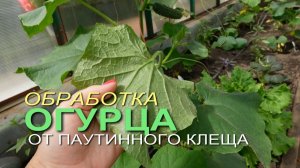 🥒Как бороться с ПАУТИННЫМ КЛЕЩЕМ.