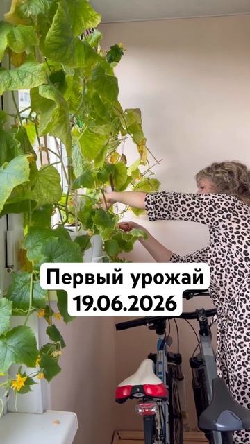 #Ухта …первый урожай…Республика Коми…19.06.2026