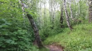 В березовом лесу...