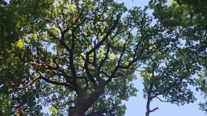 Прогулка в парке🌳 Оставаться добрыми, но уметь отстаивать свои личные границы! Немного духов🌼💐