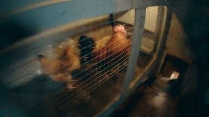 Кондиционер вентиляция и обогрев в курятнике