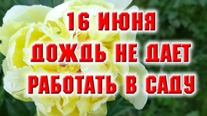 16 июня. Дожди не дают привести сад в порядок после урагана