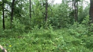 ищу выход из леса серия 37