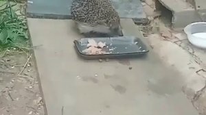Ужин у леса🦔