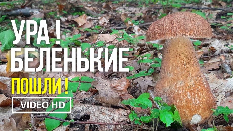 УРА !  БЕЛЕНЬКИЕ ПОШЛИ !  18 июня 2026 год. Сбор белых грибов. (Boletus Edulis)