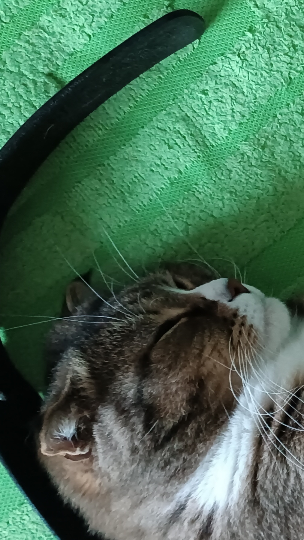Идеальная посадка🐱