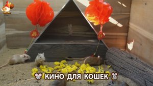 Видео для кошек про крысок развлекать питомцев 🐭🐀😂 565