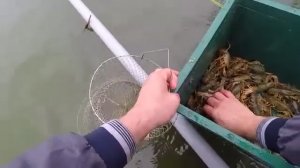 Раки Ловля Раков на Китайские Раколовки Ещё одна Проверка Отличный Улов