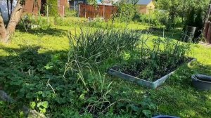 Что делать с сухими листьями чеснока⁉️Про  зависть , начала не я, значит точно завидуешь 😂