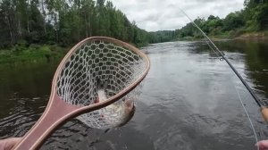 Нахлыст. Жуки и голавли.