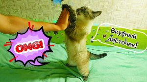 😎😽❤Аксель: мастер листоловства👍✨🔥