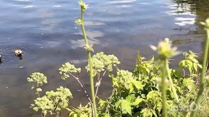 На природе, водоемы Москвы