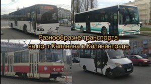 Разнообразие транспорта на проспекте Калинина в Калининграде. Автобусы,Маршрутки, Троллейбус,Трамвай