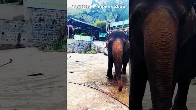 ВЬЕТНАМ апрель 2026 текст песни автор СВЕТЛАНА ВЕДА музыка и исполнение ИИ