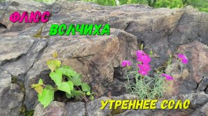Флюс. Волчиха. Утреннее соло