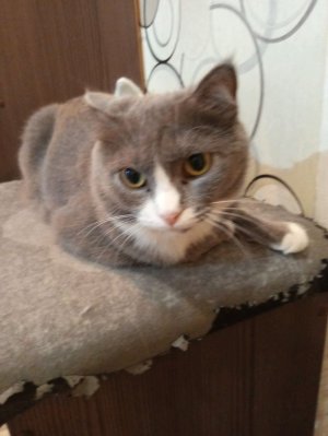 сасаня