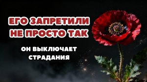МАК: растение, которое запретили за способность отключать боль