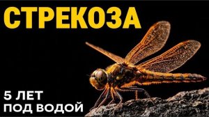 Стрекоза  подводный монстр, ставший властелином неба. Полный разбор
