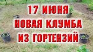 17 июня. Формирую гортензиевый уголок