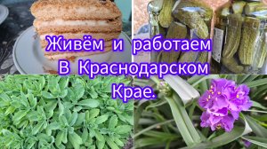 19-06-26/ Медовик/ Закрутки/ За бензином🤗/ Покупки/ Хамса с картошкой на ужин/ Обрезка роз/ Кубань/