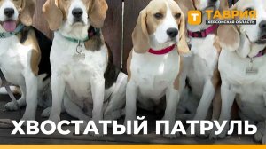 В Херсонской области кинологи МВД обучают служебных собак
