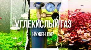 CO2 для аквариума: что нужно знать каждому аквариумисту.