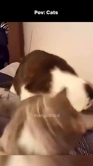 Cats 🐈 #funny #shorts #humor #funnyanimals #funnyvideos #compilation #fy #funny смотреть онлайн