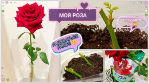 История одной розы🌹/ Листья пошли🌿, но выживет ли она?/ Хочу вырастить розу из черенка ✨/ Часть 1