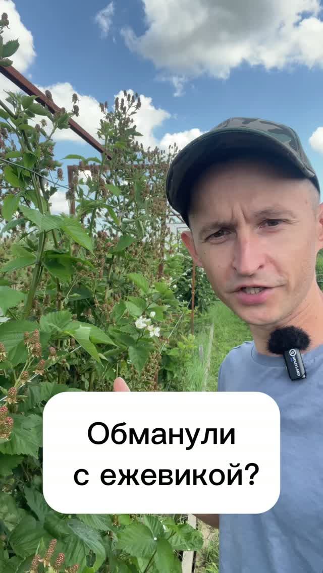 Подозрительная ежевика, похоже нас обманули с новыми сортами ежевики
