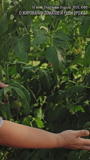 Почему одни томаты жируют а другие нет?