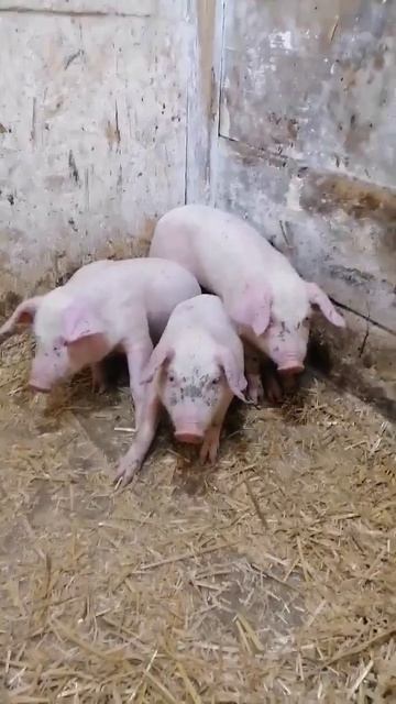 Уехали в г. Собинка. Видео от клиента 20-06-2026