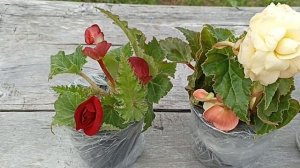 Новинки