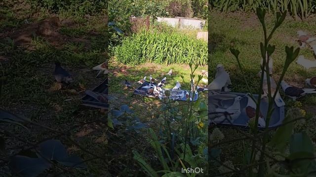 голуби Ломова Сокола,гон партиями и дезинфекция